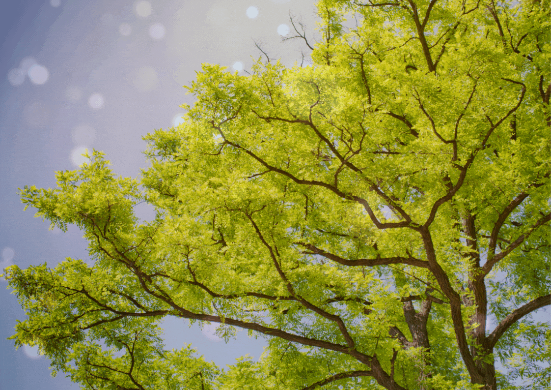 Méditation guidée été