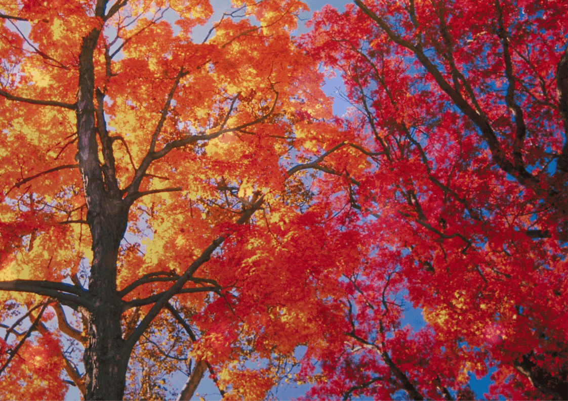 Méditation guidée automne
