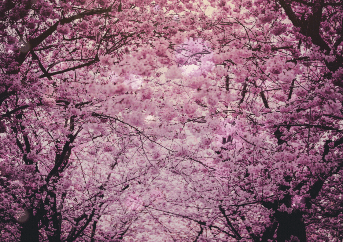 Méditation guidée printemps